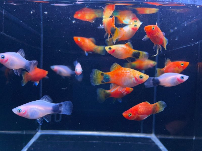 assorted mickey mouse platy 630064