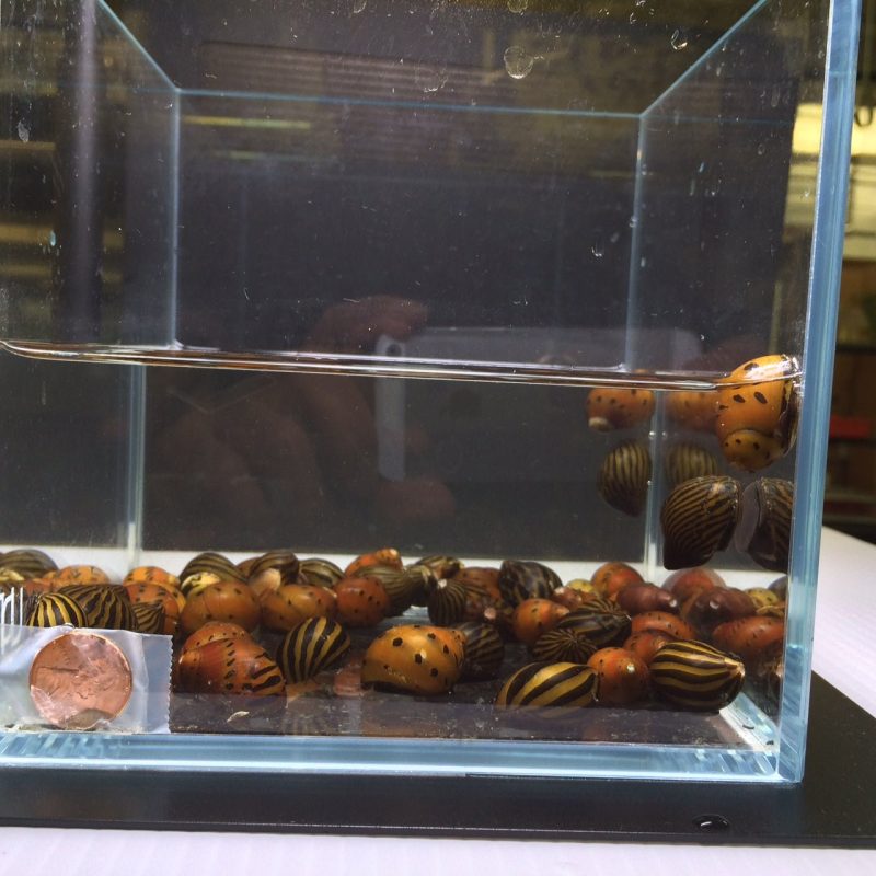 assorted nerite snail 925223