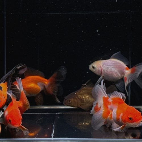 assorted oranda goldfish 25 3 106437