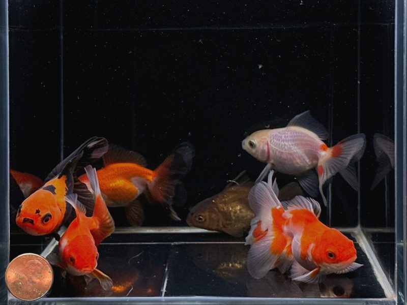 assorted oranda goldfish 25 3 106437