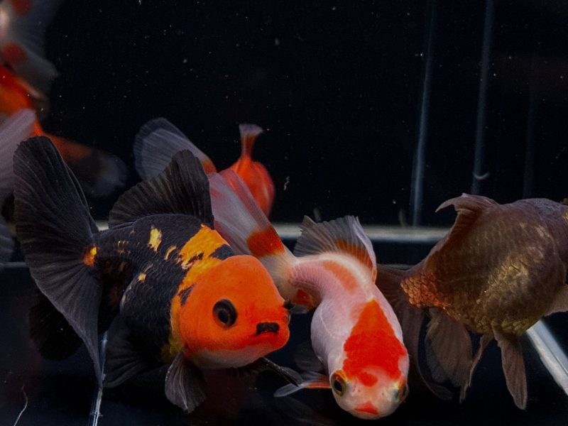 assorted oranda goldfish 25 3 270427