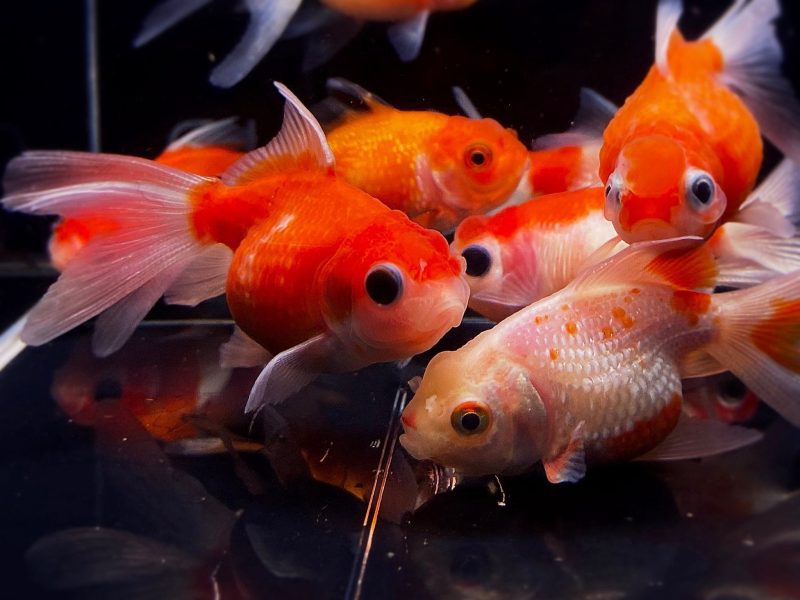 assorted pearlscale goldfish 2 25 861578