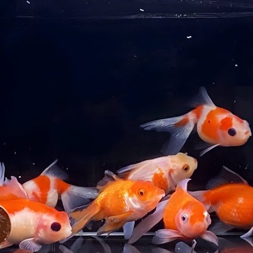 assorted pearlscale goldfish 2 25 881396