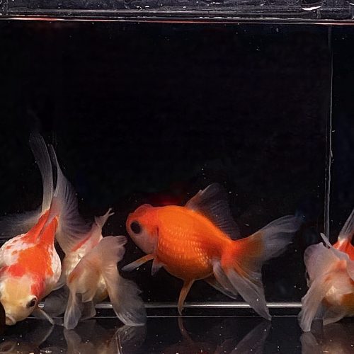 assorted pearlscale goldfish 3 357672