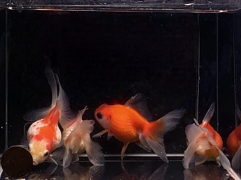 assorted pearlscale goldfish 3 357672