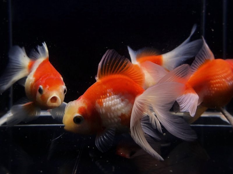 assorted pearlscale goldfish 3 417525