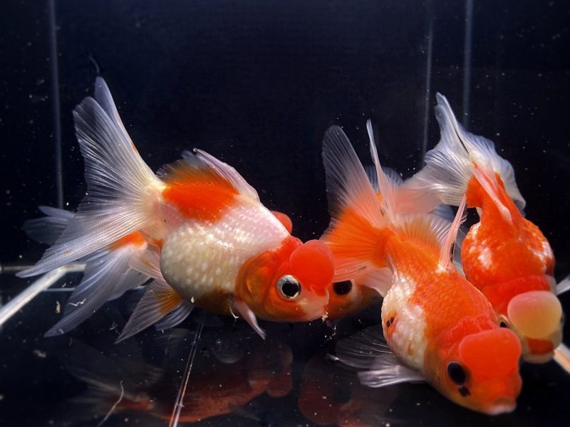 assorted pearlscale oranda goldfish 3 341276