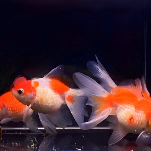 assorted pearlscale oranda goldfish 3 563025