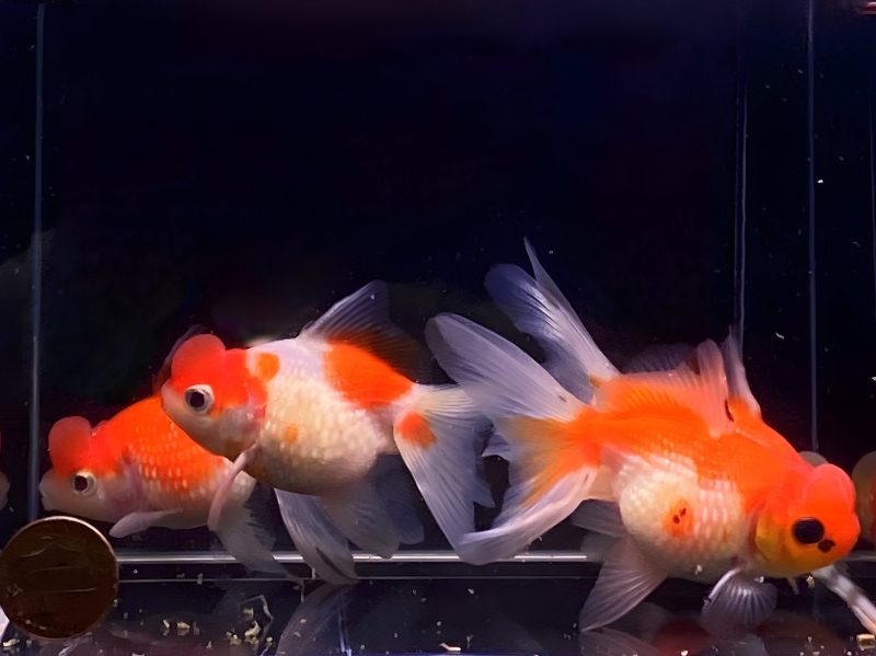 assorted pearlscale oranda goldfish 3 563025