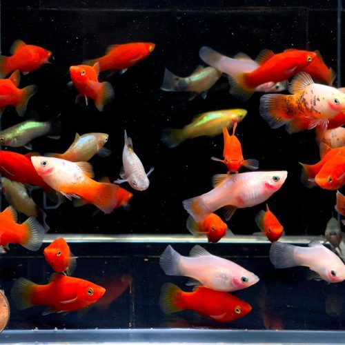 assorted platy 318744