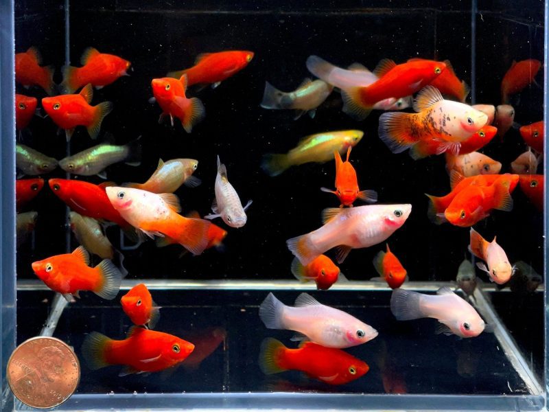 assorted platy 318744