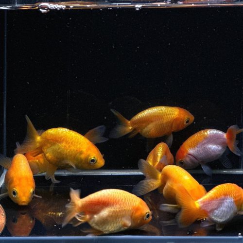 assorted ranchu goldfish 2 154563