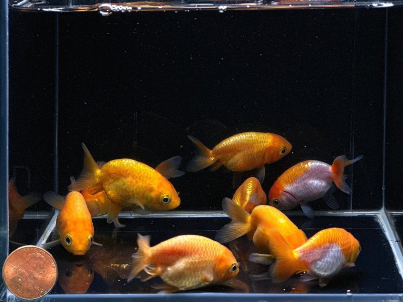 assorted ranchu goldfish 2 154563