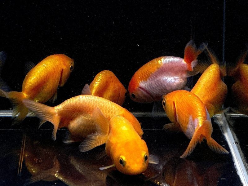 assorted ranchu goldfish 2 837292