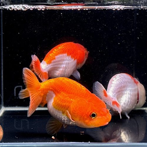 assorted ranchu goldfish 35 193290