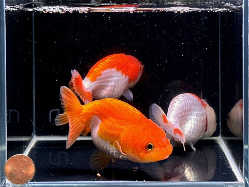 assorted ranchu goldfish 35 193290