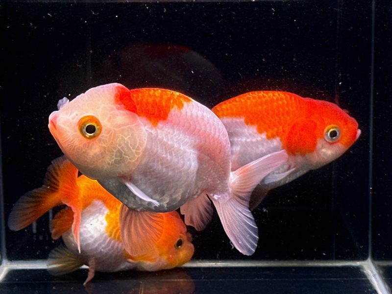 assorted ranchu goldfish 35 240813