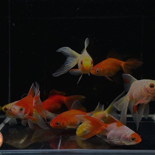 assorted ryukin goldfish 2 25 796134