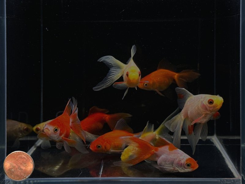 assorted ryukin goldfish 2 25 796134