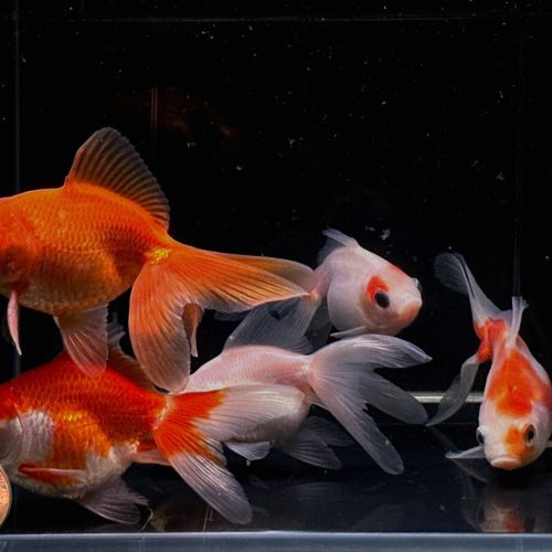 assorted ryukin goldfish 3 320767