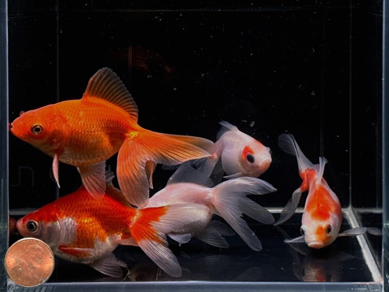 assorted ryukin goldfish 3 320767