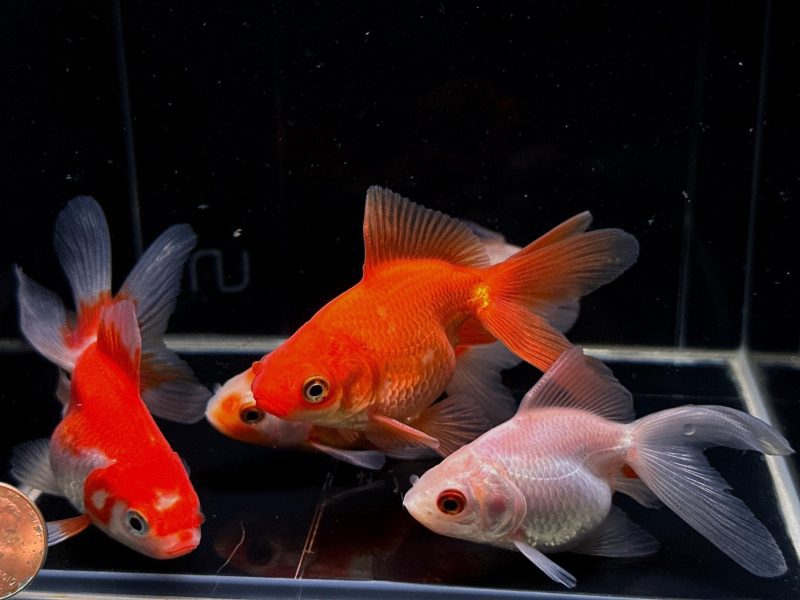 assorted ryukin goldfish 3 672467