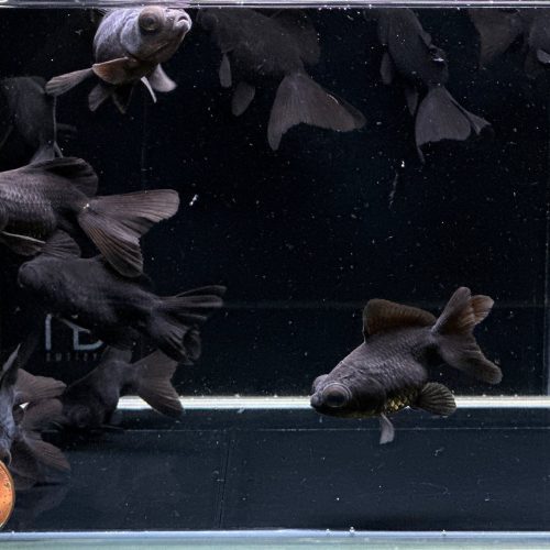 black butterfly tail goldfish 2 25 151328