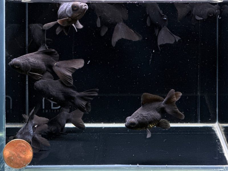 black butterfly tail goldfish 2 25 151328