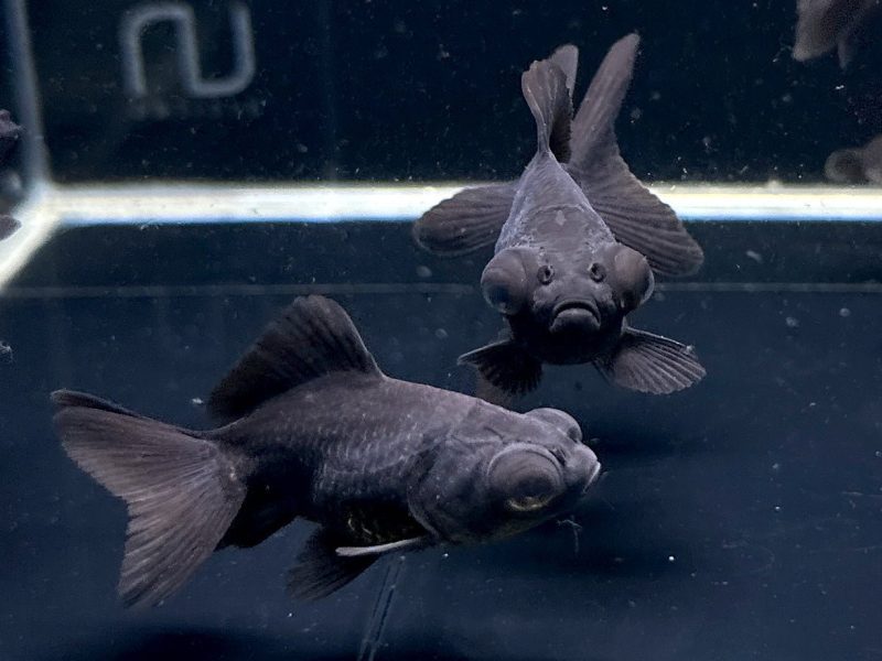 black butterfly tail goldfish 2 25 518473