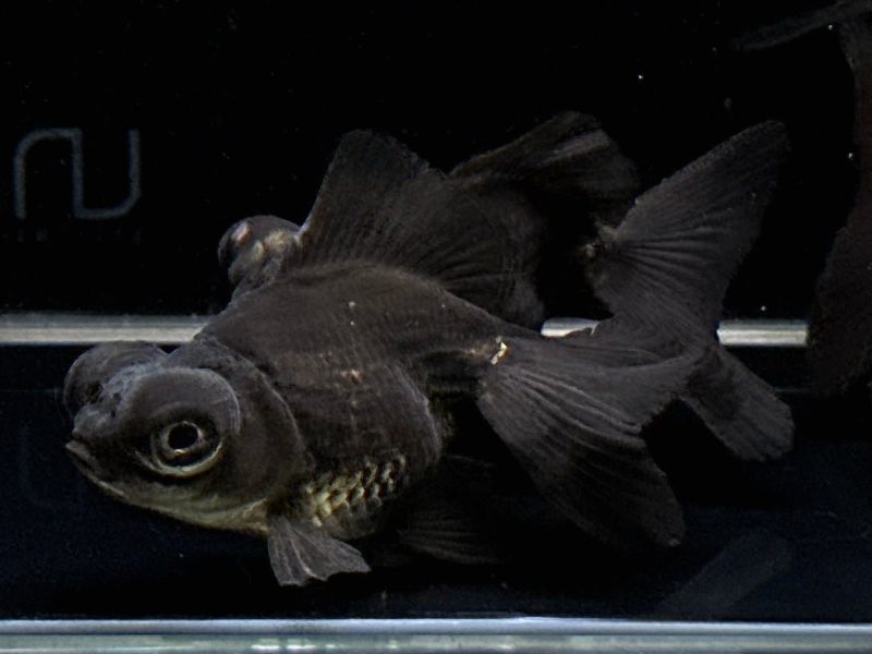 black butterfly tail goldfish 3 451012