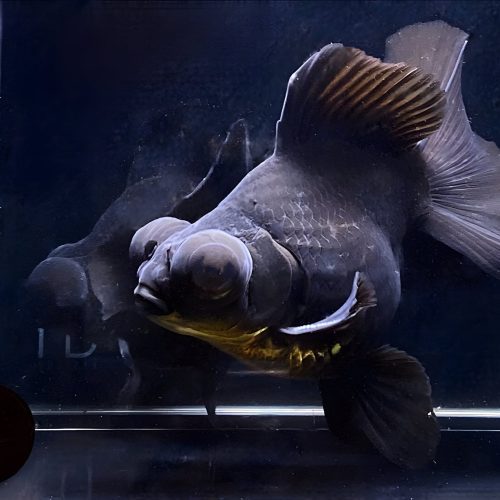 black butterfly tail goldfish 4 45 254199