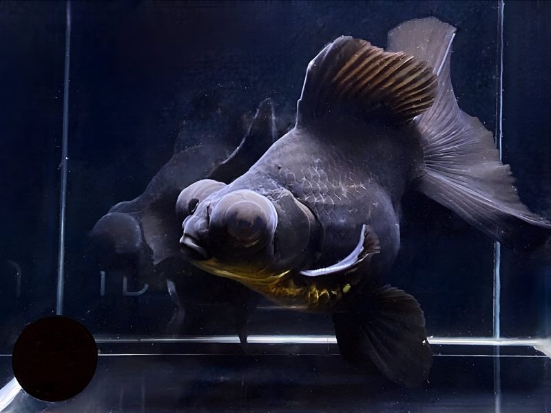 black butterfly tail goldfish 4 45 254199