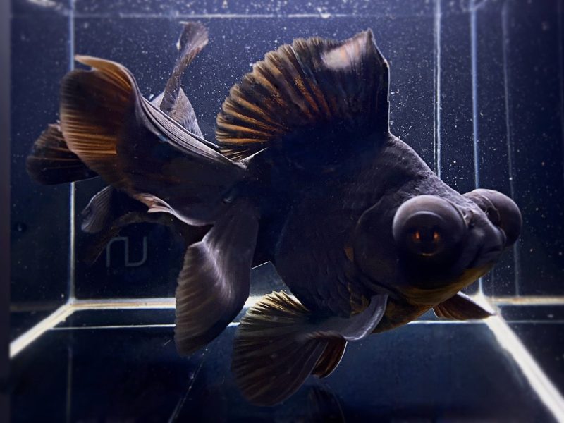 black butterfly tail goldfish 4 45 971570