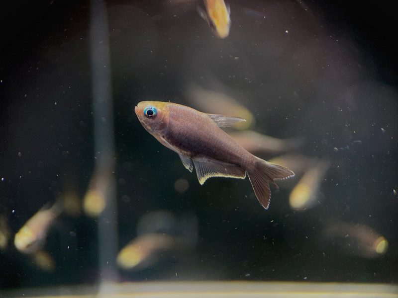 black emperor tetra 167038