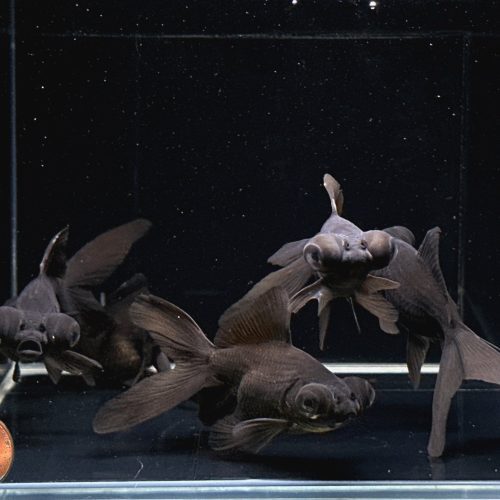 black moor goldfish 3 435112