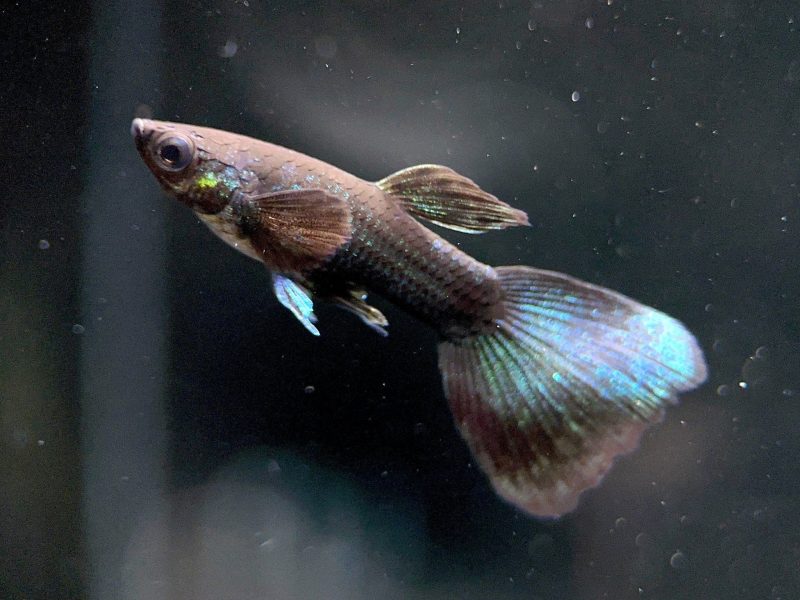 black moscow guppy males 235693