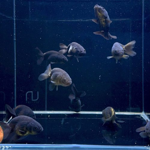 black ranchu goldfish 2 362850