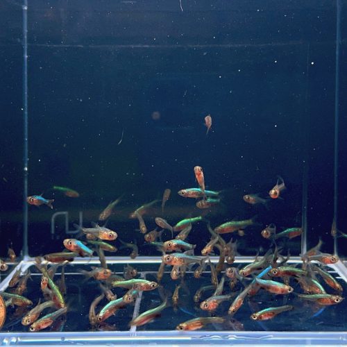 blue neon rasbora 136150