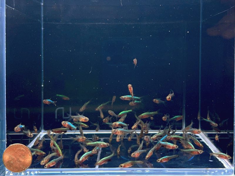 blue neon rasbora 136150