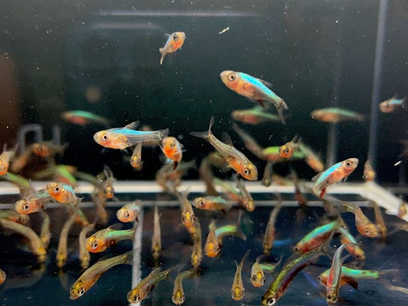 blue neon rasbora 882073