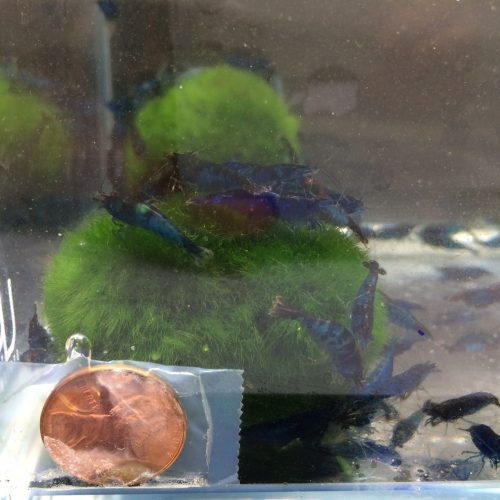 blue rili shrimp 579663