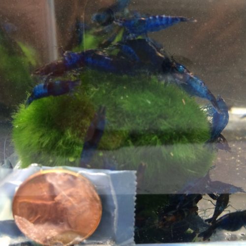 blue rili shrimp 641804