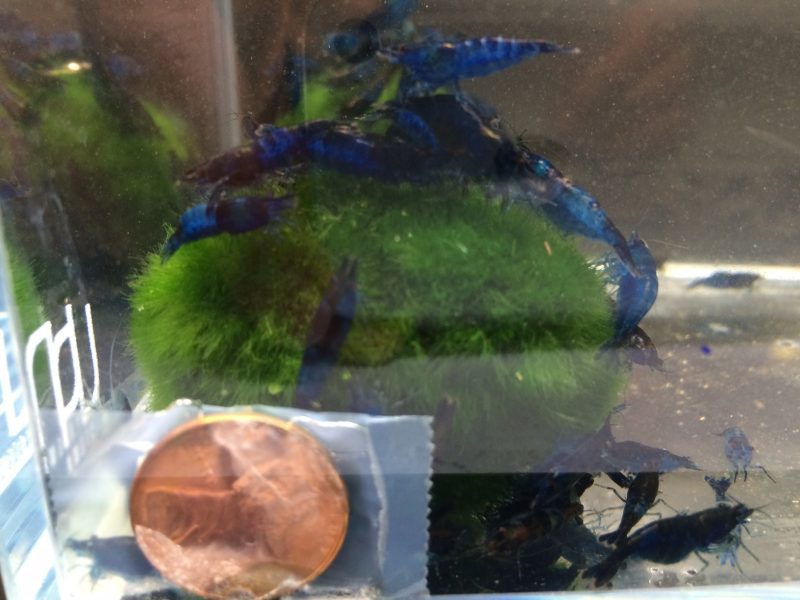 blue rili shrimp 641804