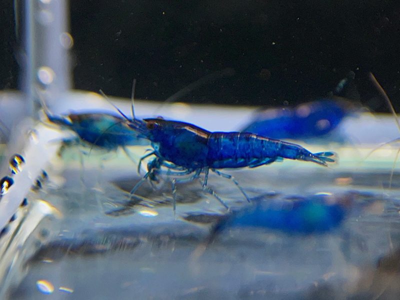 blue velvet shrimp 978855