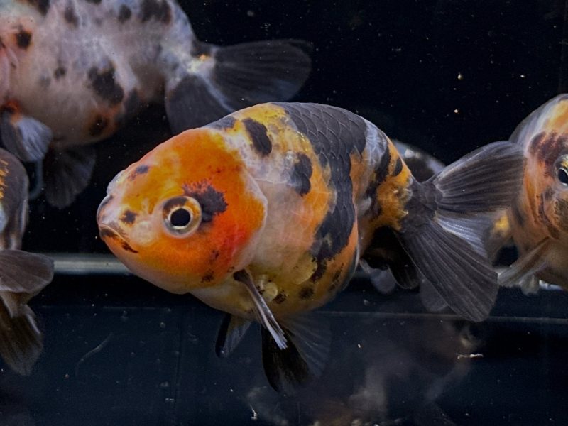 calico ranchu goldfish 3 312720