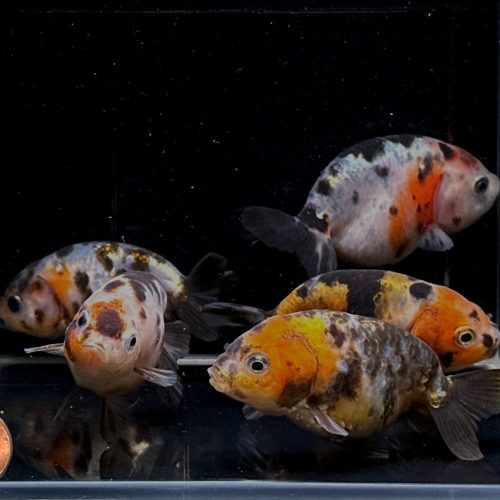 calico ranchu goldfish 3 794699