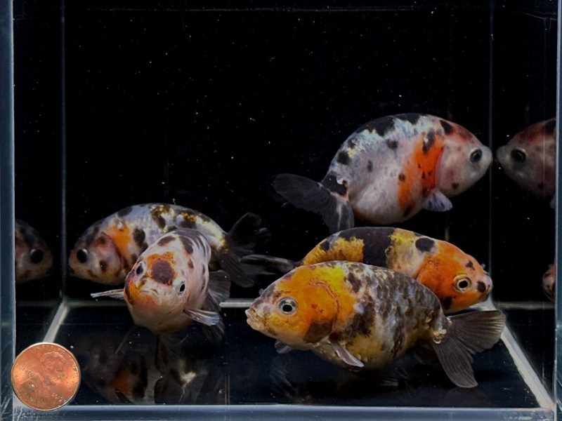 calico ranchu goldfish 3 794699