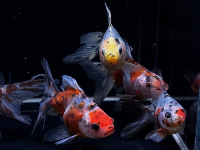 calico ryukin goldfish 3 183760