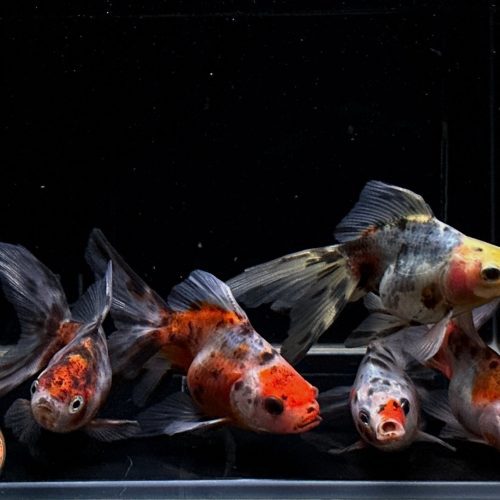 calico ryukin goldfish 3 692846