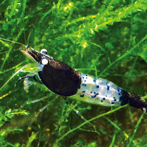 carbon rili shrimp 441626